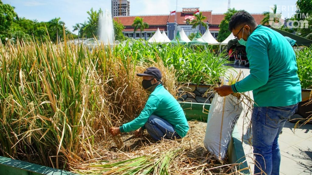 Ada Panen Padi di Taman Surya Surabaya