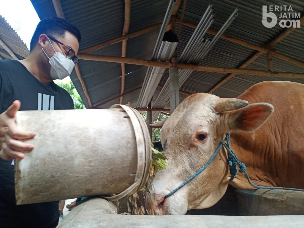 Hanindhito Pramono Blusukan ke Kelompok Peternak Sapi Ngudi Rejeki