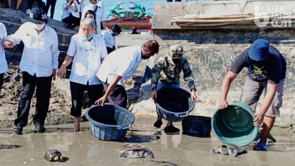 Berharap Pandemi Berakhir, Umat Tri Dhrama Ritual Lepaskan Penyu ke Laut