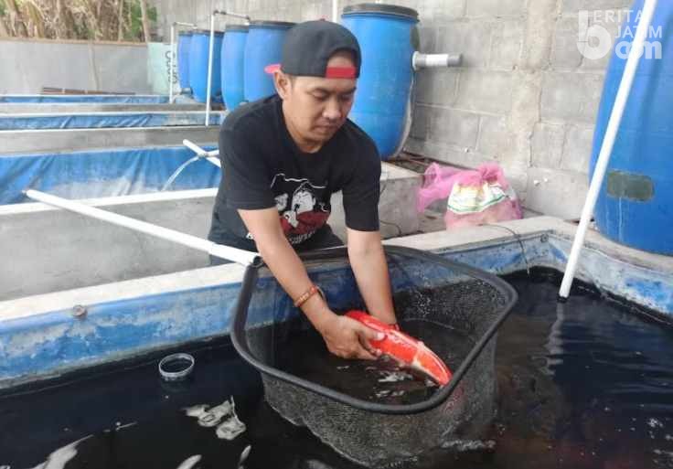 Berawal dari Hobi, Rio Yustan Budidaya Ikan Koi dengan Omzet Jutaan