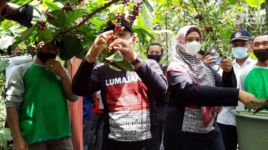 Petani Kopi Lumajang Keluhkan Pemasaran