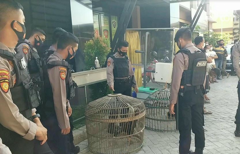 Polresta Sidoarjo Gerebek Arena Judi Sabung Ayam di Lebo Sidoarjo