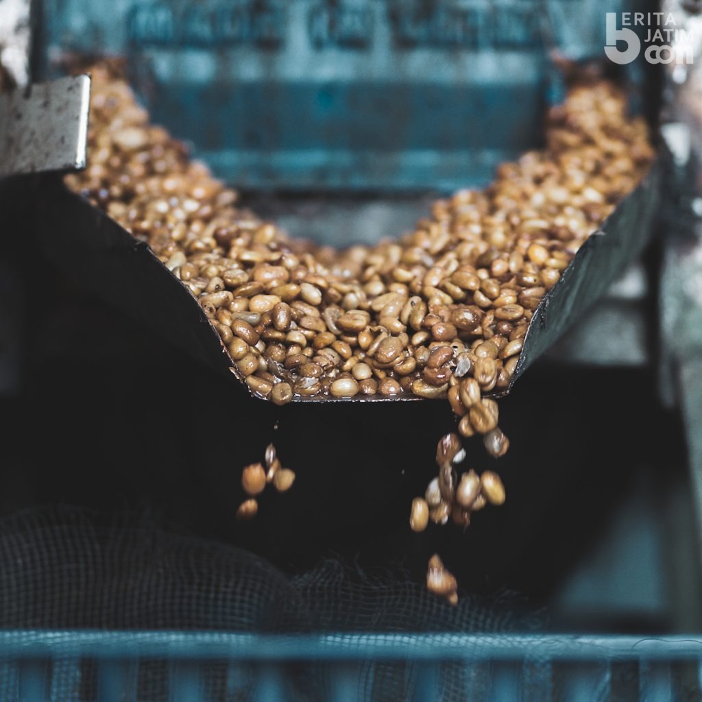 Dua Jenis Kopi Lokal Asal Lawang Malang Jadi Primadona Pecinta Kopi