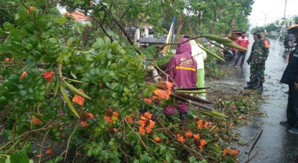 Pohon Tumbang Tutup Akses Jalan Raya Akibat Angin Kencang