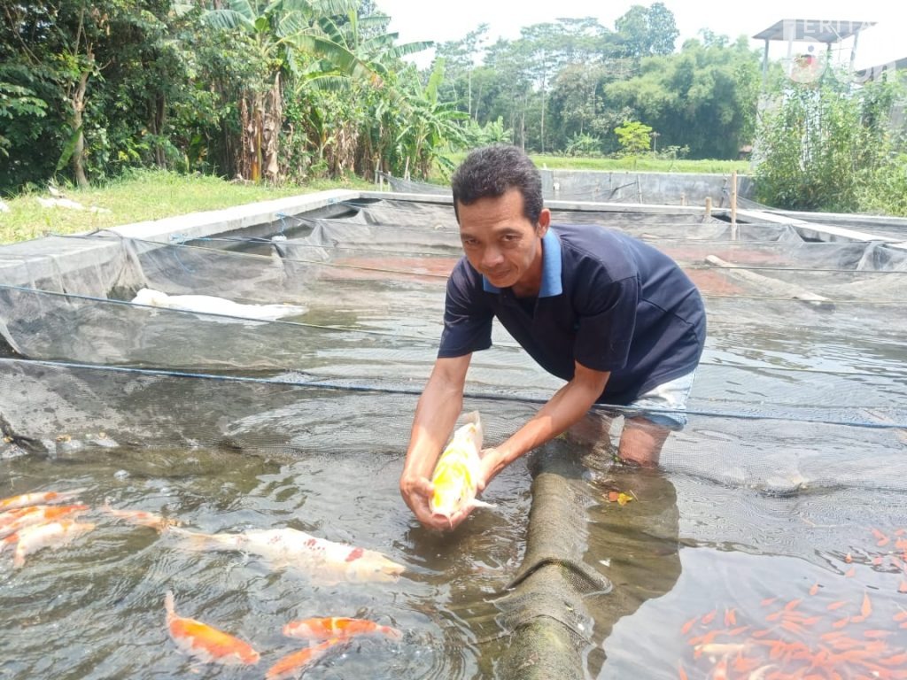 Pandemi, Permintaan Ikan Koi di Kediri Melonjak