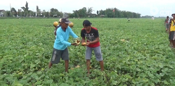 Duka Petani Jombang, Puluhan Hektar Garbis Membusuk Tersiram Hujan
