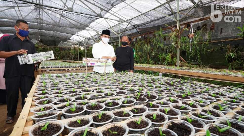 Covid 19, Usaha Travel Terpuruk, Bangkit Tanam Anggrek