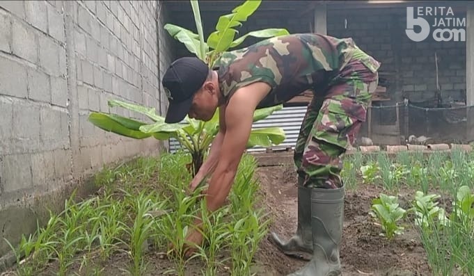 Jaga Kondisi saat Covid-19 dan Hilangkan Penat, Anggota TNI Sulap Lahan Kosong Jadi Kebun Sayur