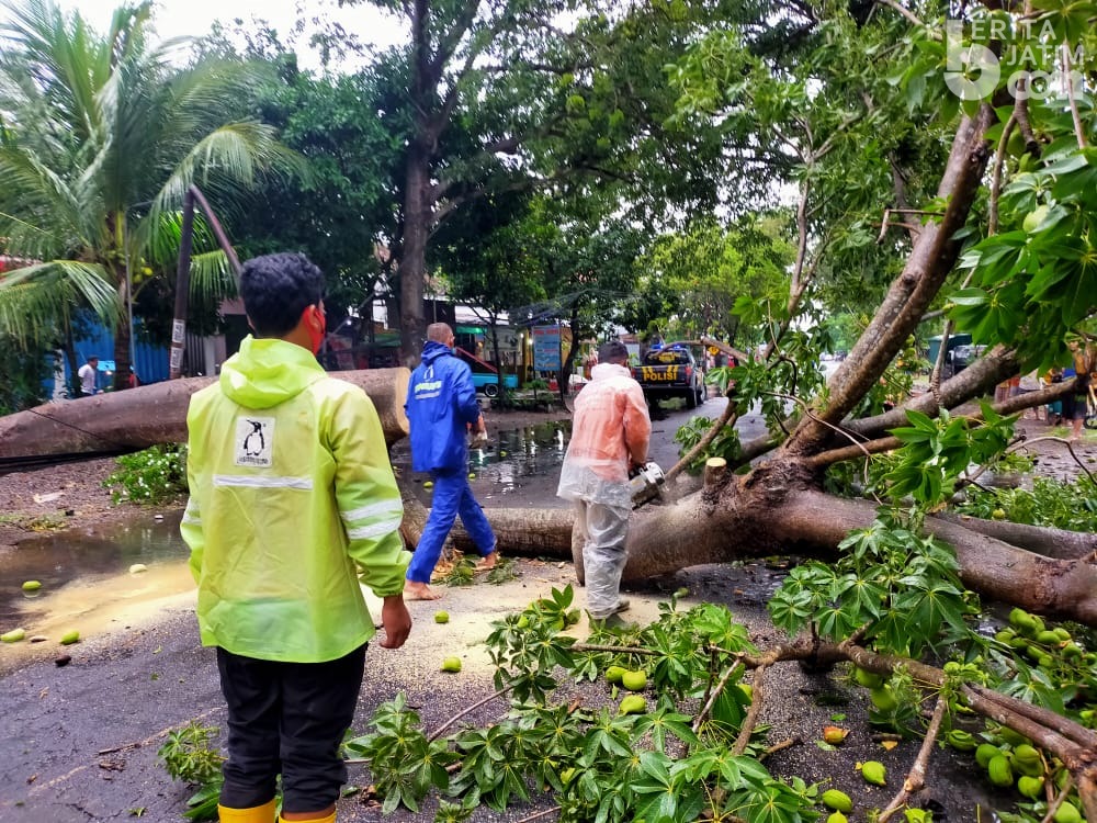 Pohon Tumbang Tutup Akses Jalan Magetan-Madiun