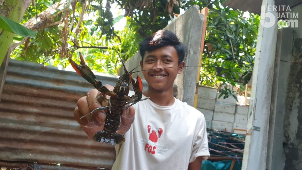 Budidaya Lobster di Tengah Pandemi Covid-19, Omzet Justru Naik 3 Kali Lipat