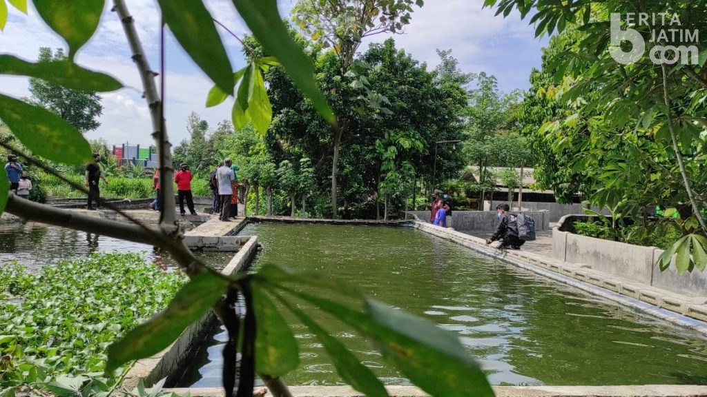 Pasar Ibu Kota Terganggu Karena PSBB, Peternak Ikan Kediri Mengeluh