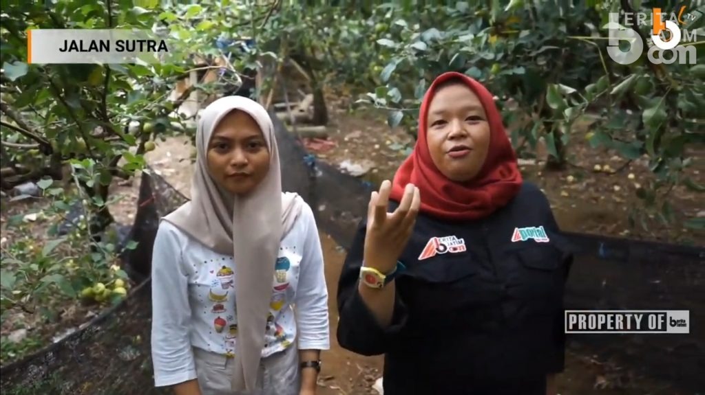 Tutorial Petik Apel ala Petani Batu