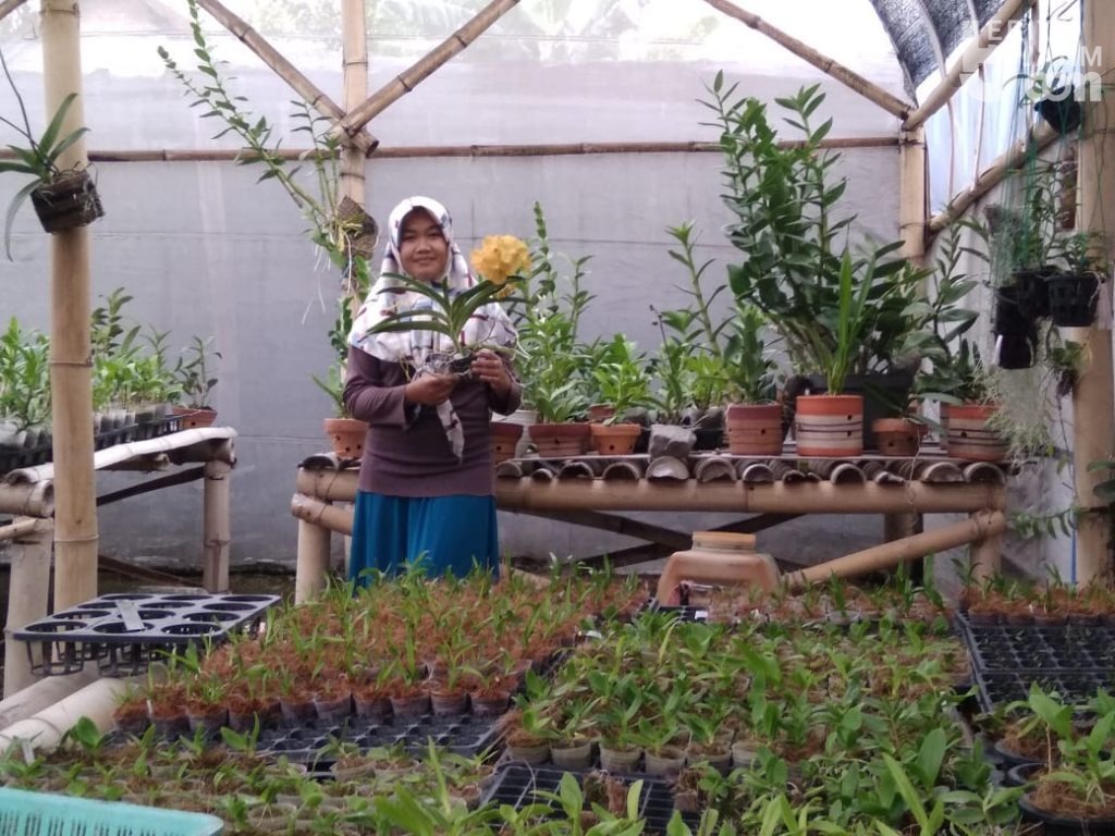 Masa Pandemi Covid-19, Karang Taruna Desa Puncu Tunai Berkah dari Budidaya Anggrek