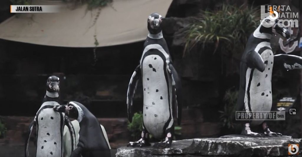 Sudah Pernah Ngobrol Sama Penguin? Kami Sudah