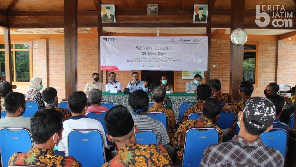 BUMDesa Pelem Mandiri Bojonegoro Kembangkan Budidaya Sapi