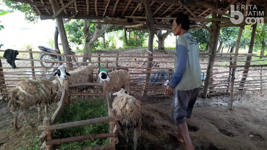 Anjing Liar Serang Ternak Warga Tuban, Belasan Ekor Kambing Mati