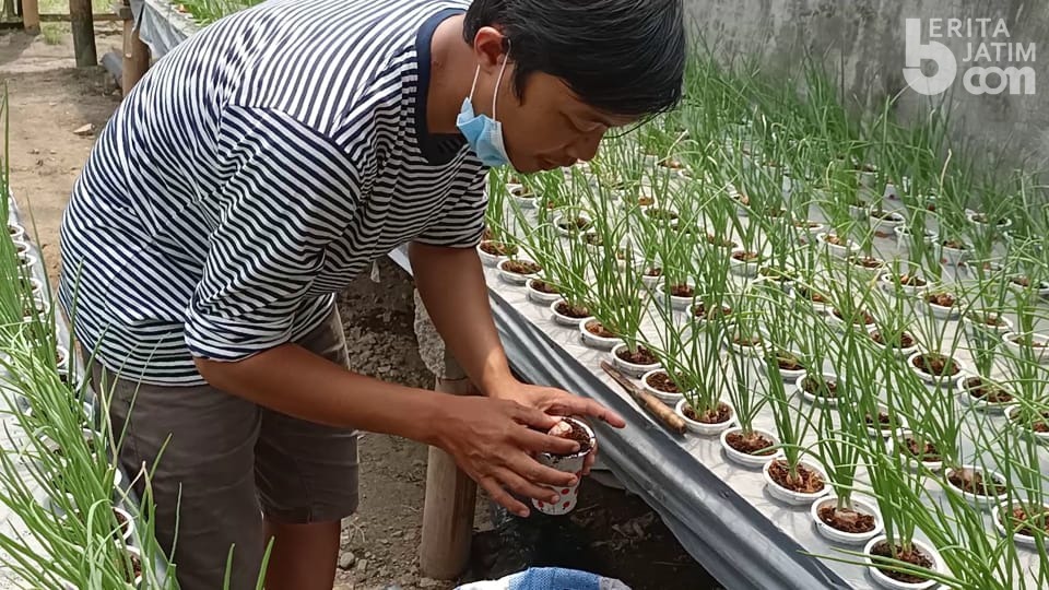 Manfaatkan WFH, Pegawai Perbankan Ini Bertani Hidroponik