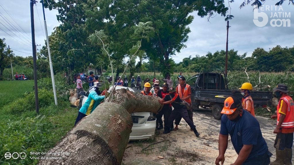 Pohon Tumbang Timpa Mobil dan Tutup Akses Jalan