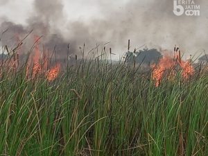 Lahan Kosong Dekat Perumahan Terbakar, Warga Panik