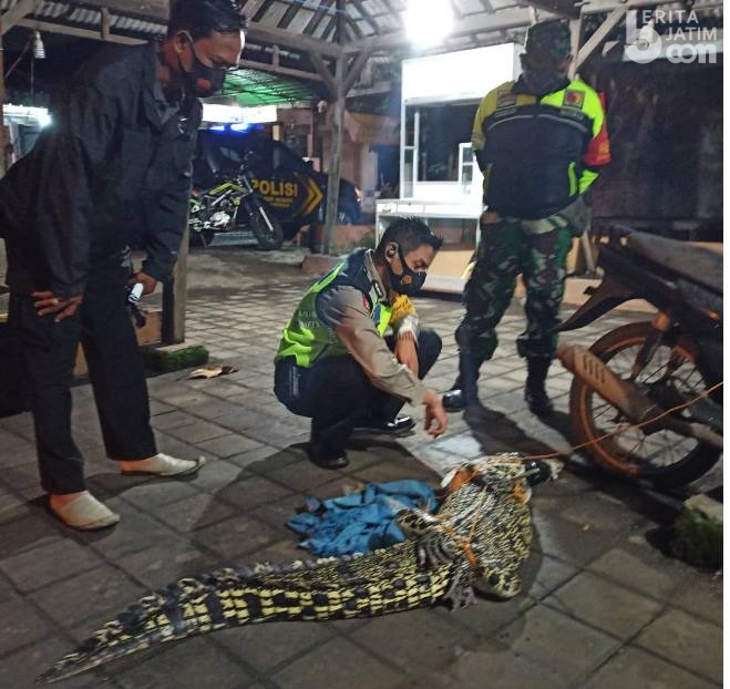 Buaya 2 Meter, Hebohkan Warga Gisik Cemandi Sidoarjo