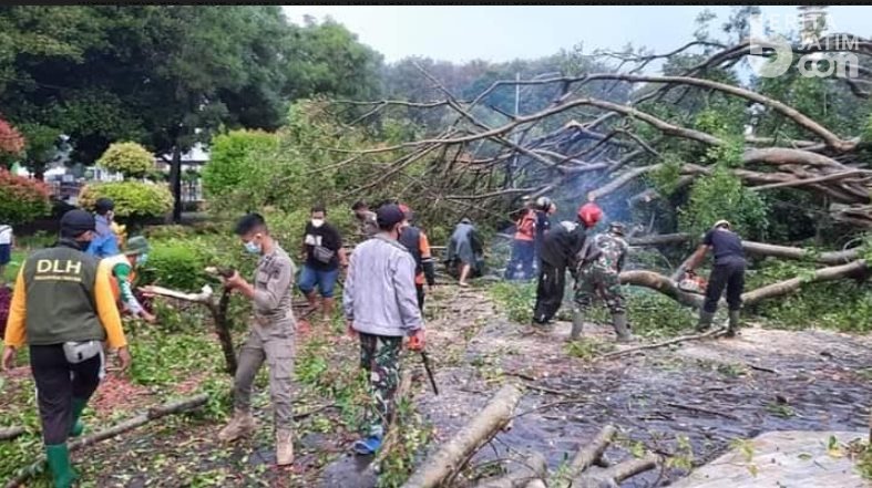 Bupati Lumajang Akan Tanam Pohon Beringin Lebih Kokoh