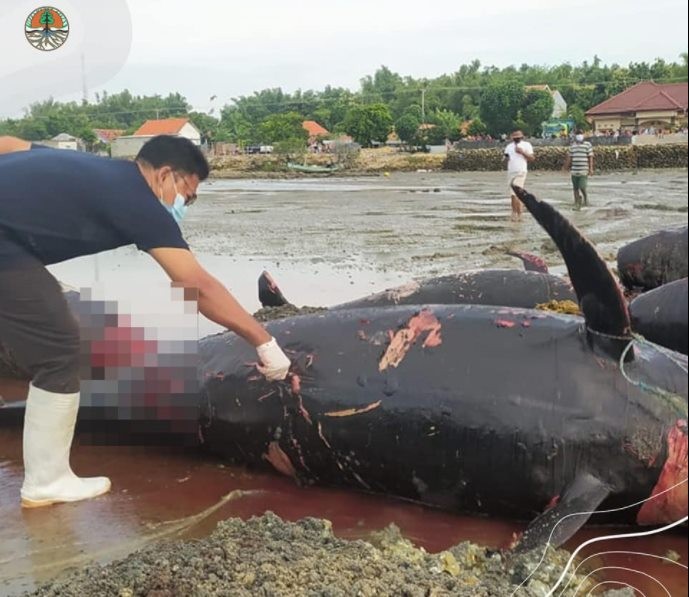 Penyebab Paus Terdampar di Pantai Modung Bangkalan 1 Bulan Lagi