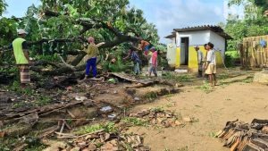 Pohon Tumbang Timpa Kandang, Satu Ekor Sapi Mati Seketika