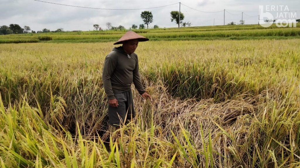 Sudah Diserang Hama, Harga Gabah Kering di Petani Bojonegoro Juga Turun