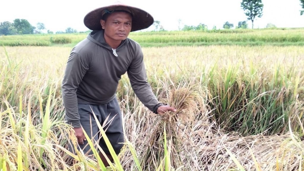 Puluhan Hektare Lahan Padi di Bojonegoro Diserang Hama
