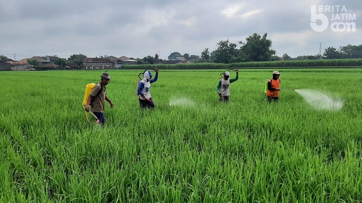 Petani Kediri Keluhkan Serangan Bakteri pada Tanaman Padi