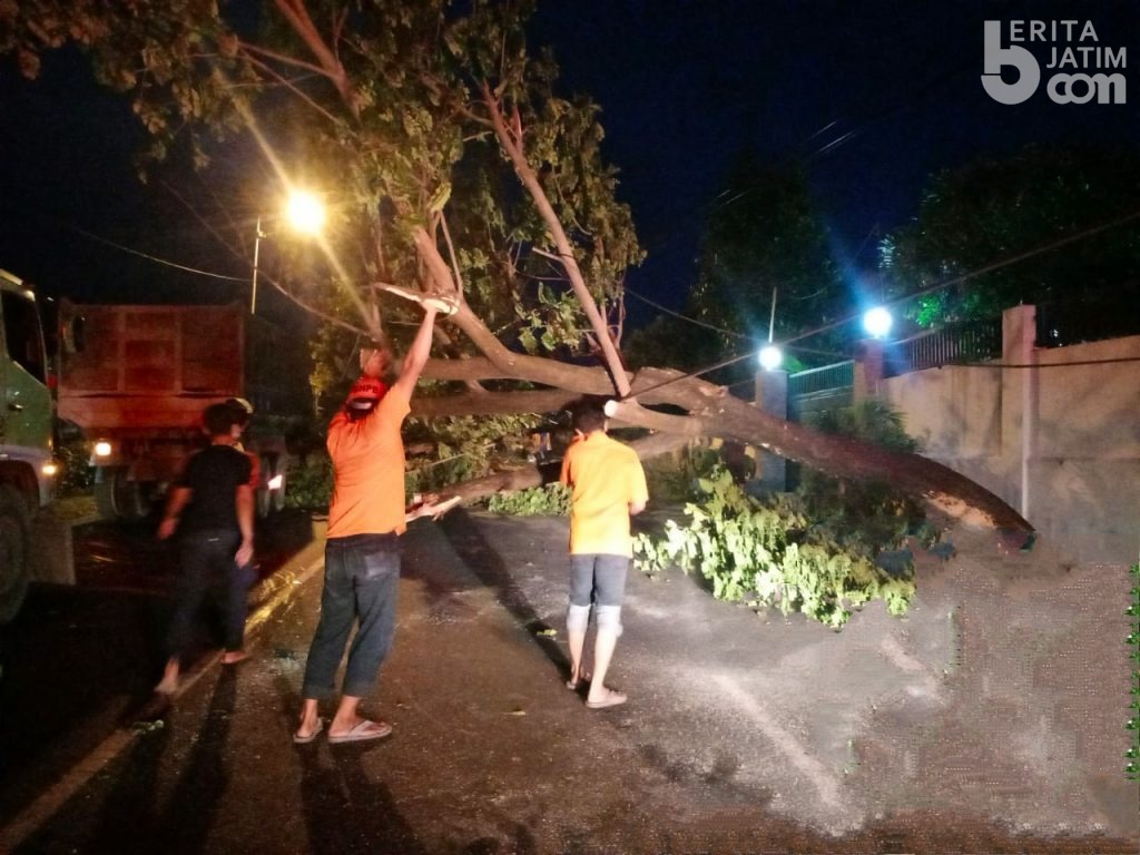 6 Pohon Tumbang, Listrik di Jalur Mojokerto-Pacet Padam