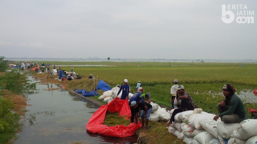 Luas Baku Sawah di Bojonegoro 83 Ribu Hektar, Jumlah Petani Terus Berkurang
