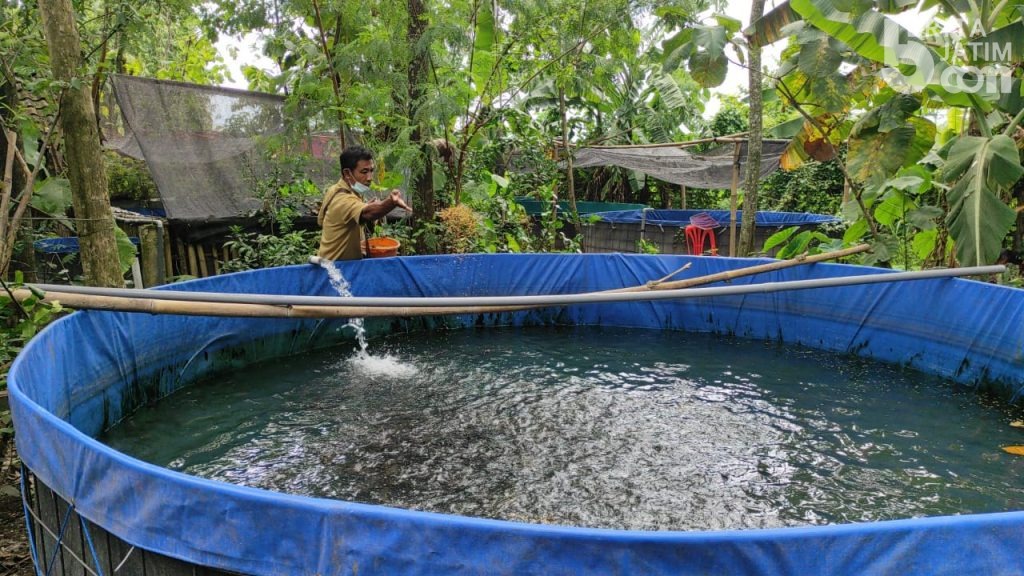 Sekelompok Warga Sukses Budidaya Ikan Lele dengan Menu Tambahan Herbal