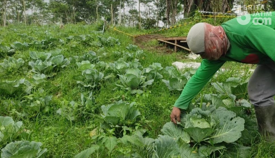 Banyuwangi Diguyur Hujan Abu Hembusan Asap Gunung Raung