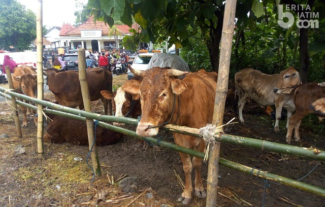 Hewan Milik Korban Banjir di Jombang Juga Dapat Layanan Kesehatan