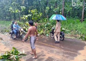 Angin Kencang, Pohon-pohon di Malang Selatan Tumbang