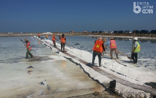 Panen Diperkirakan Mei, PT Garam Target Produksi 400.000 Ton