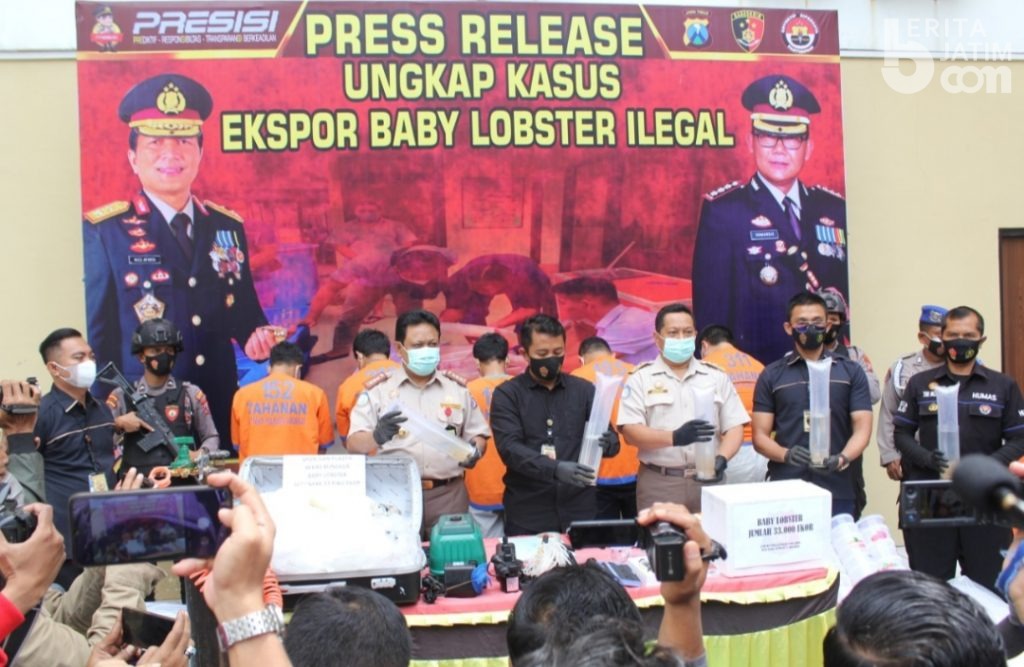 Pengiriman 33 Ribu Baby Lobster Ilegal di Bandara Juanda Berhasil Digagalkan