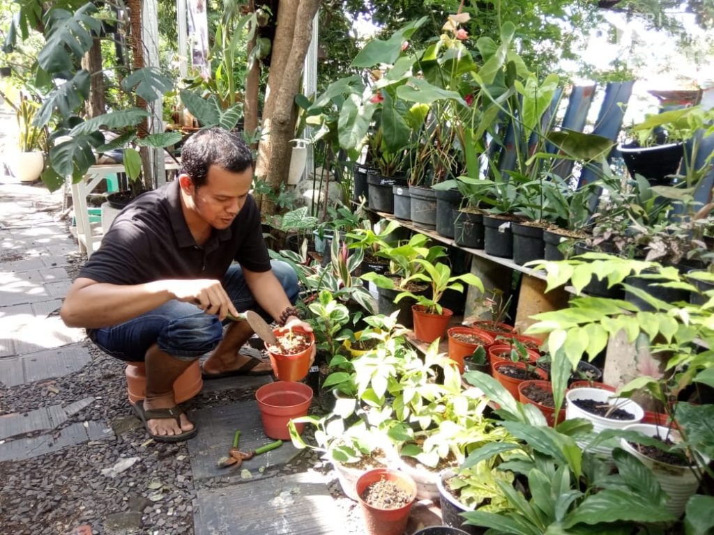 Setahun Pandemi Covid-19, Tanaman Hias Asal Gresik Kebanjiran Pesanan