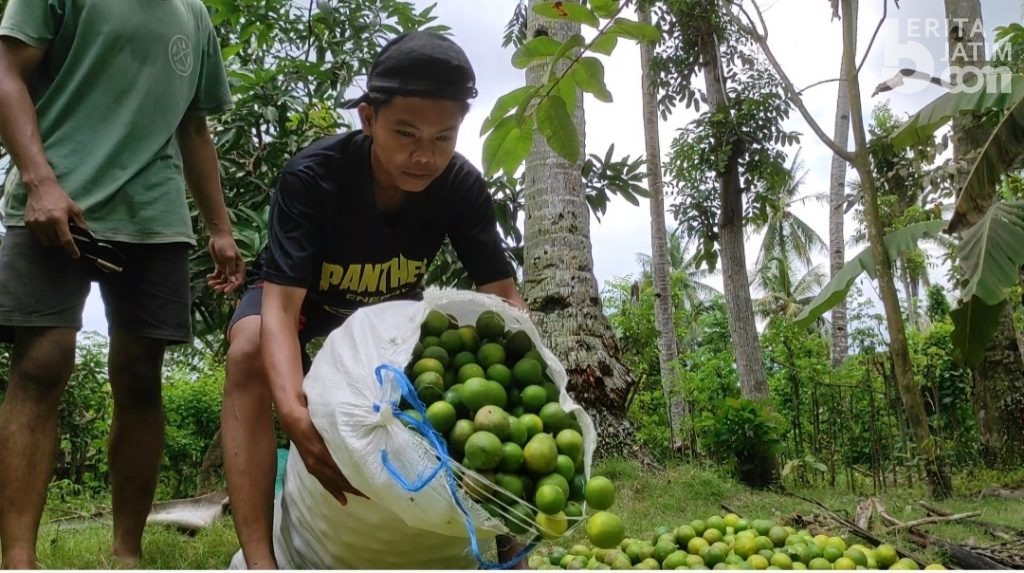 Sehari, Puluhan Ton Jeruk Nipis Banyuwangi Dibuang