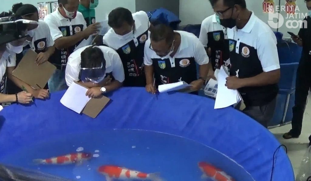 Ribuan Ikan dari Penjuru Nusantara Ikuti Kediri Koi Show Bupati Cup