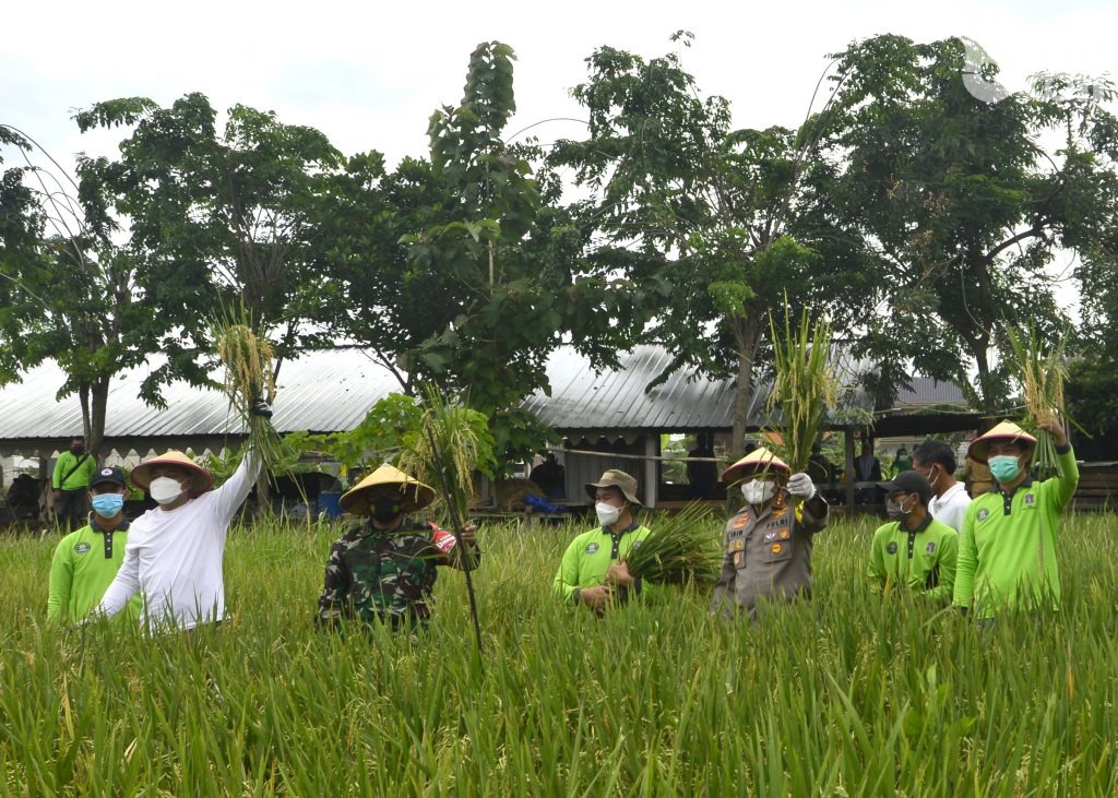 Pemkot Surabaya Panen Raya Padi Seluas 2 Hektar