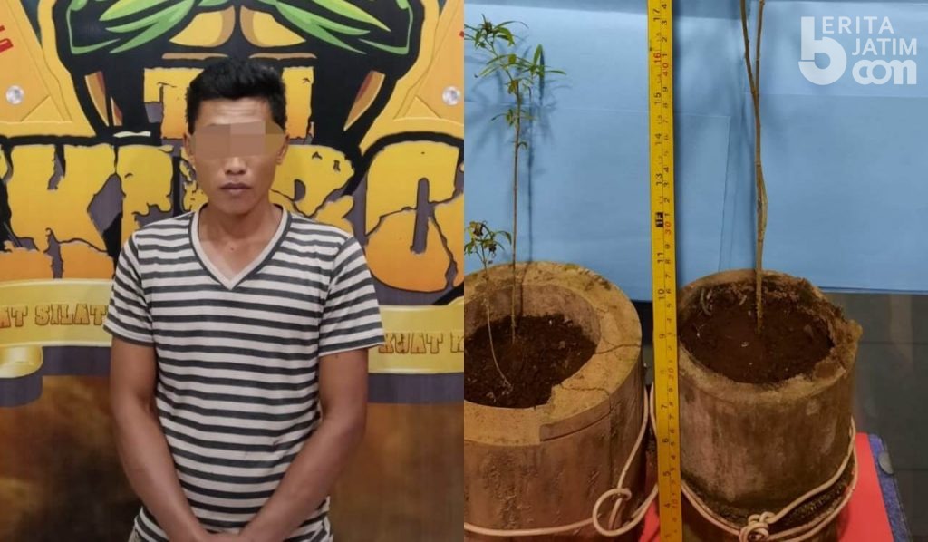 Tanam Ganja, Polisi Amankan Pemuda Jambekumbu Lumajang