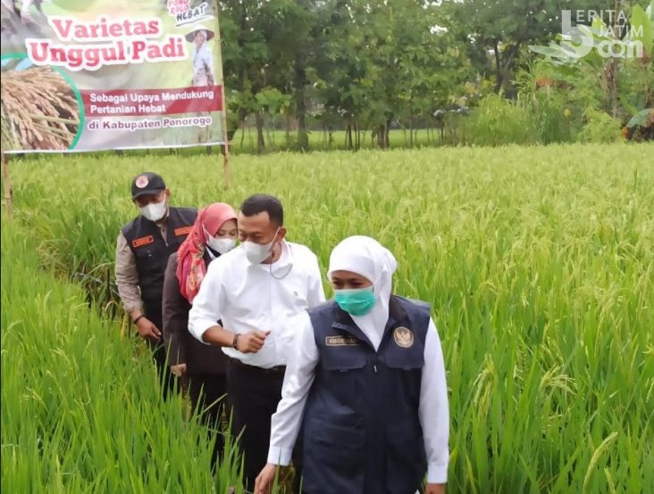 Kreasi Insan Petani (KIP), Calon Varietas Benih Padi Unggul Asal Ponorogo