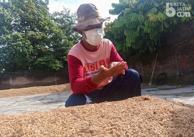 Petani Kabupaten Kediri Tolak Rencana Pemerintah Impor Beras