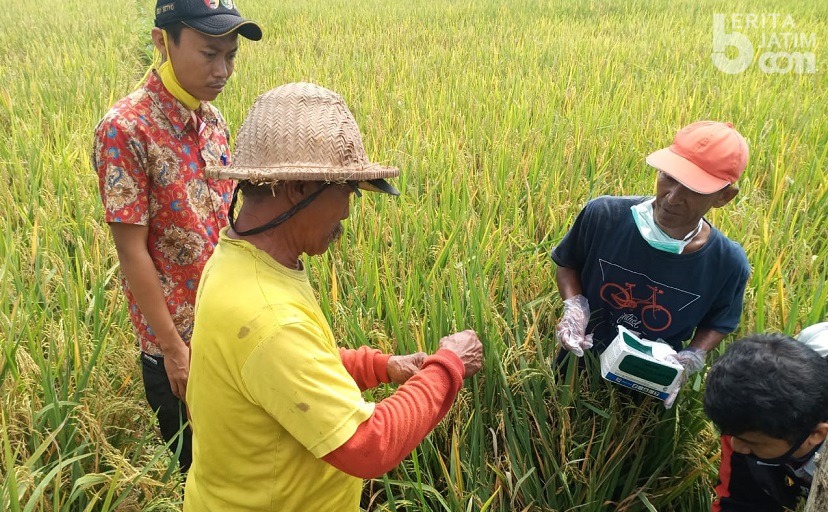 Puluhan Petani Sumber Duren Kediri Basmi Hama Tikus