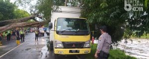 Angin Puting Beliung, Pohon Asam Tumbang Timpa Mobil Box