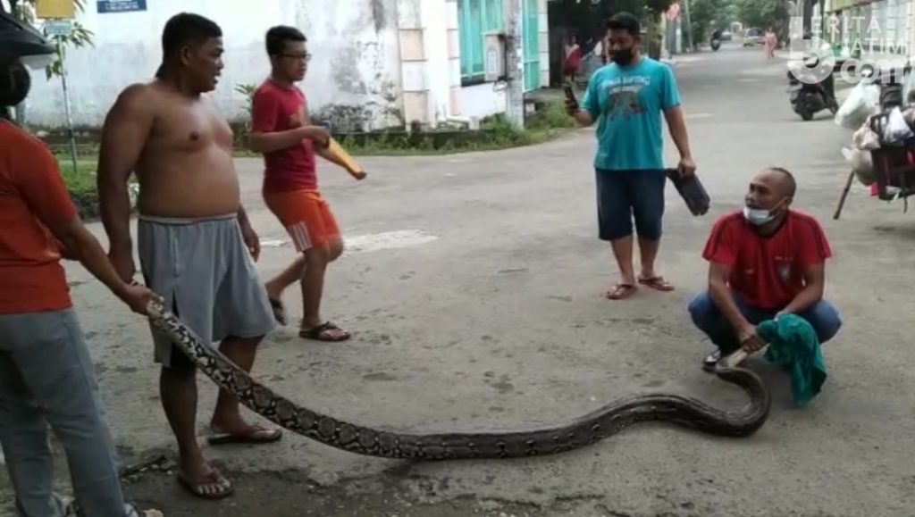 Warga Perumahan Tuban Akbar Tangkap Ular Piton Raksasa