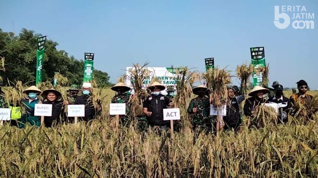 Global Wakaf ACT bersama YP3I Gebyar Panen Padi 500 hektar Sawah di Mojokerto