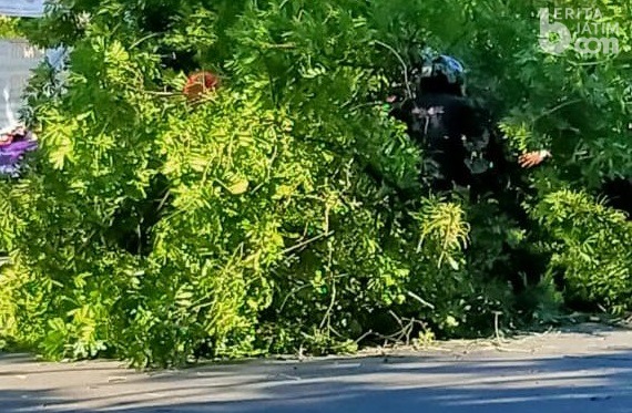 Pohon Tumbang Timpa Dua Pengendara Motor di Magetan